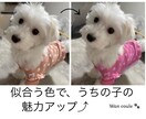 ペット（犬専門）パーソナルカラー診断します 犬パーソナルカラー診断の資格者が愛犬の魅力を色で引き出します イメージ4