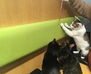 猫じゃらしの極意あり。伝授します じゃらそう、遊ぼう、楽しもう！猫ちゃんとあなたに新しい刺激を イメージ1