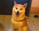 温もり色鉛筆のペット似顔絵、描きます 写真以上の"ぬくもり"を色鉛筆でふんわりリアルに イメージ2