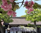 京都のお出かけをより快適に楽しくし提案します 京都好きな方への京都の魅力情報を案内 イメージ3
