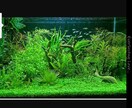 熱帯魚や水草の育てかた教えます 初心者の方でも簡単に丁寧におしえます。 イメージ1