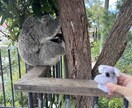 子供も大人も大満足のシドニープラン　相談に乗ります 20カ国以上を旅した、子供と一緒のシドニー旅行の相談 イメージ2