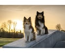 宅配業者様へ。配達先の“困った犬”の相談にのります 郵便・宅配業者様を悩ませてる犬、犬の専門家がアドバイスします イメージ1