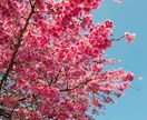 桜の写真を提供いたします 沖縄に咲く桜（ソメイヨシノ）と空のコラボレーション イメージ3