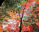 ゆるくふわふわ、ときどき山椒でお話しお聴きします 京女・コンサルタントが０〜から１００まで受けとめ！ イメージ5
