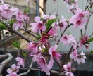お得意様専用、家庭菜園長期伴走致します 野菜、果樹、花木じっくり一緒に伴走いたします。 イメージ3