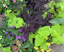 作れない方貴方の代わりに寄せ植えを作ります お庭や玄関を寄せ植えで華やかにしませんか。 イメージ6