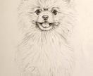 あなたの愛犬を鉛筆画に♪保護犬チャリティーしてます 丁寧にご要望を聞いて、五時間以上かけて大切に仕上げます。 イメージ7