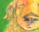 あなたのペット&お好きな動物のお顔描きます 海外路上絵描き経験有。愛情込めて描きます。(送料込) イメージ4