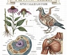 生物・動物・農学・医学系の学術イラストを制作します 論文・学会用、専門分野の学術イラスト制作します イメージ2
