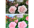 5枚1000円 / 写真、画像編集いたします 完成イメージと使用目的を大切に加工致します。 イメージ7