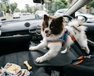 愛犬・愛猫の紹介文を作成します 愛犬・愛猫の紹介文を作成写真とエピソード魅力を文章に イメージ4