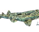 綺麗でリアルよりな魚の絵を描きます いい感じの魚の絵を気軽に頼んでみたい方へ イメージ5
