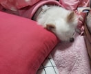 チワワやチンチラの話聞きます喋ります ★チワワやチンチラの可愛いお悩み・飼育相談も大歓迎です！ イメージ3