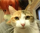 何でもお話お聞きします 配信、漫画家 、スピ体験 色んな経験を生かして☆.:*・ イメージ1