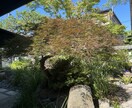 写真から剪定の切り方を提案します 木の状態を見て切り方を伝えます イメージ2