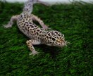 動物の飼育相談、問題行動相談になっております 犬、猿、フクロウ、モモンガ、爬虫類全般、その他飼育経験あり イメージ5