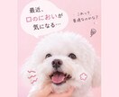 愛犬の口臭のお悩みを一緒に考えます 口臭が気になる、歯磨きが苦手などのお悩みに寄り添います イメージ2