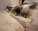 サンプルボイスあり〉看護師があなたに寄り添います 誰かに話したくても話せなくて辛いあなたの気持ちを受け止めます イメージ6