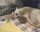 保護犬の預かりボラさんのご相談のります これらから始めたい方実際してる方1人で悩まず相談して下さい イメージ1