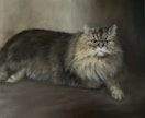 見応えのある猫の肖像画を描きます 猫の愛くるしい一面を捉え、存在感ある絵画を提供します。 イメージ4