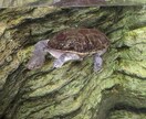 屋外で撮った写真を提供しますます さらっと、野外で撮影したものです イメージ3