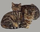思い出に撮られました生き物をそのまんま映し出します 写真からそのまんま映し出したイラスト イメージ3