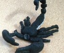 ぬいぐるみの型紙起こし、承ります 一つだけの思い出を、自分で作ってみませんか？ イメージ7