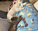 ワンちゃん２匹目飼うの迷ってる方相談乗ります 「2匹目を迎えたけど、これで大丈夫？」多頭飼いの悩みを解消 イメージ2