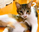 女性クリエイターがオリジナルムービーを制作します 大切な愛犬・愛猫の思い出作りにムービーを制作してみませんか？ イメージ2