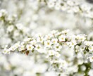 春の写真撮ります 春になったので、春っぽい写真撮ります イメージ3