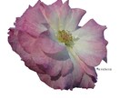 撮られました思い出のお花をイラストへ写し出します 生きてる様なイラストを描きます イメージ4