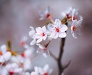 あなたに花を咲かせるヒーリングをします あなただけの花を。オーラの花を育てましょう。 イメージ3