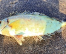 あなたのフカセ釣りを一から丁寧に考えます 周りに聞ける人、いなくても大丈夫。最適な方法を考えます！ イメージ10