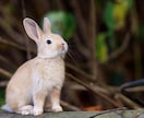 ペット鑑定〜絆〜大切な家族の想いを読み解きます あの子の気持ち・本当に伝えたいことがわかる、本格まごころ占い イメージ3