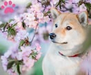 ペット自慢♡親バカ愛トーク大歓迎！全部受け止めます 飼い主だからわかる、その気持ち♡柴犬ママが共感します イメージ6