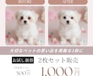 ペットの画像補正＆背景合成で特別な1枚にします 可愛い写真をもっと可愛くします！涙やけなどが気になる画像も！ イメージ1