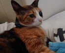 話して軽くなろ♡タロット占い付いてます 『対面身の上相談のプロが短時間から親身にお話伺います!』 イメージ4