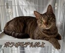 ペット写真からリアルで高品質なAI画像を作成します ♥️本当に撮影したような、特別な一枚 ♥️ イメージ9