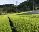 農業関係・お茶関係の記事書きます 農業についてお茶についての記事は任せてください! イメージ2
