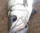 スズキの釣り方お教えします お住まいの場所の近くでシーバスがどうしても釣りたい方へ イメージ1