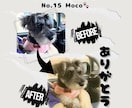 愛犬・愛猫  オリジナルLINEスタンプ作ります お気に入りの写真から世界に一つだけのLINEスタンプに⭐︎ イメージ6