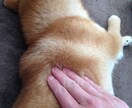 初めて犬を飼い始めた皆さん！ワンちゃんに様々な恩恵をもたらす「ラブ♡ハンド」を紹介します♫ イメージ2