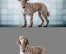 猫や犬などの画像をふわふわのまま透過加工します ペットの写真を透過し合成やオリジナルグッズに利用できます イメージ5