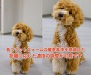 ファンクラブ・同人動画のモザイク・ボカシ編集します 大手アカウント・メーカー様実績あり！ イメージ3