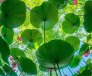 色から深層心理を探してリーディングしていきます 色彩心理学を入れたタロットリーディングです イメージ1