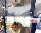 写真をいい感じに補正します 自分で撮った写真をもっと素敵に！ イメージ2