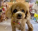 出張トリミング塾〜ご自宅へお伺いいたします トリミング技術を学びながら、愛犬がふわふわモコモコに! イメージ3