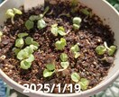 お好きな植物を育て＆弱った植物を再生します 先ずはチャットでご相談ください イメージ5