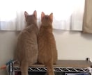 あなたの心に寄り添うグリーフケア。お話お聞きします 大切な家族を喪った悲しみに寄り添います イメージ3